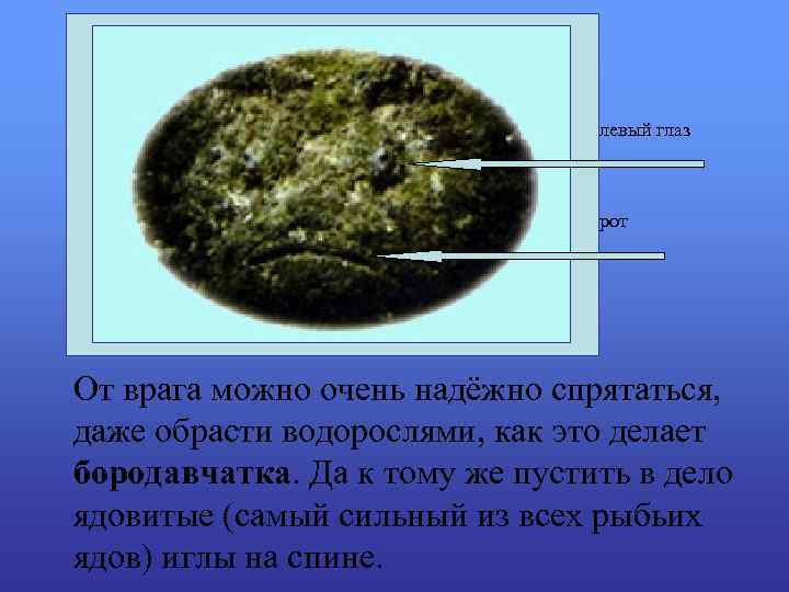 левый глаз рот От врага можно очень надёжно спрятаться, даже обрасти водорослями, как это