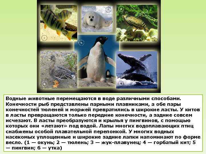 Где обитает большая часть организмов. Конечности водных животных. Конечности рыб представлены. Среда обитания для начальной школы. У пингвина плавники или Крылья.