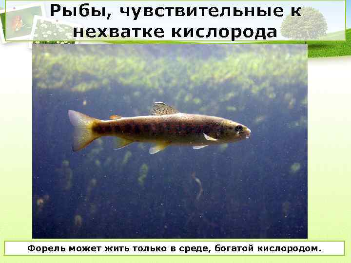 Рыбы, чувствительные к нехватке кислорода Форель может жить только в среде, богатой кислородом. 