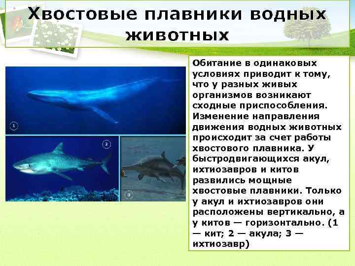 Хвостовые плавники водных животных Обитание в одинаковых условиях приводит к тому, что у разных