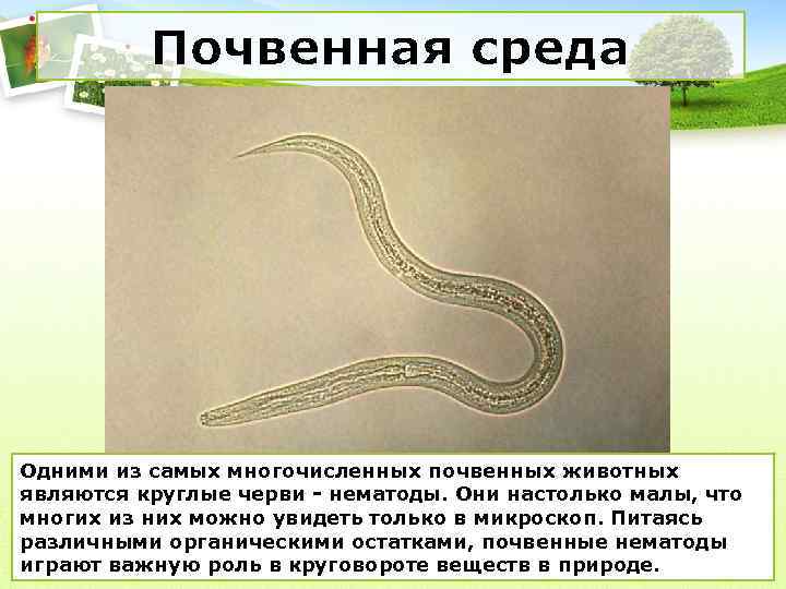 Почвенная среда Одними из самых многочисленных почвенных животных являются круглые черви - нематоды. Они
