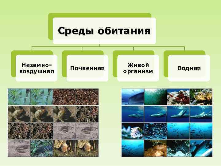 Среды обитания Наземновоздушная Почвенная Живой организм Водная 