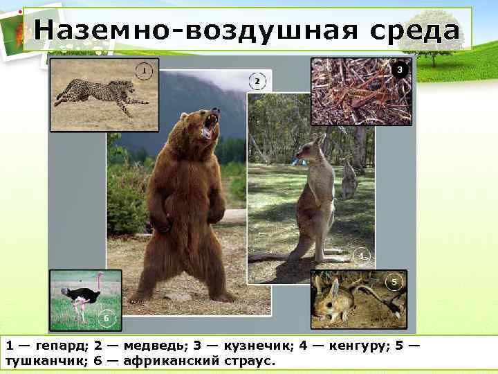 Наземно-воздушная среда 1 — гепард; 2 — медведь; 3 — кузнечик; 4 — кенгуру;