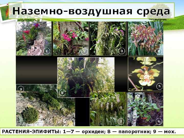 Наземно-воздушная среда РАСТЕНИЯ-ЭПИФИТЫ: 1— 7 — орхидеи; 8 — папоротник; 9 — мох. 