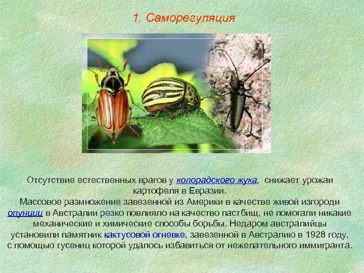 1. Саморегуляция Отсутствие естественных врагов у колорадского жука, снижает урожаи картофеля в Евразии. Массовое