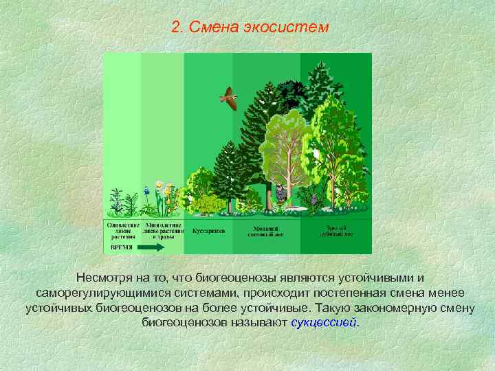 Презентация смена биогеоценозов