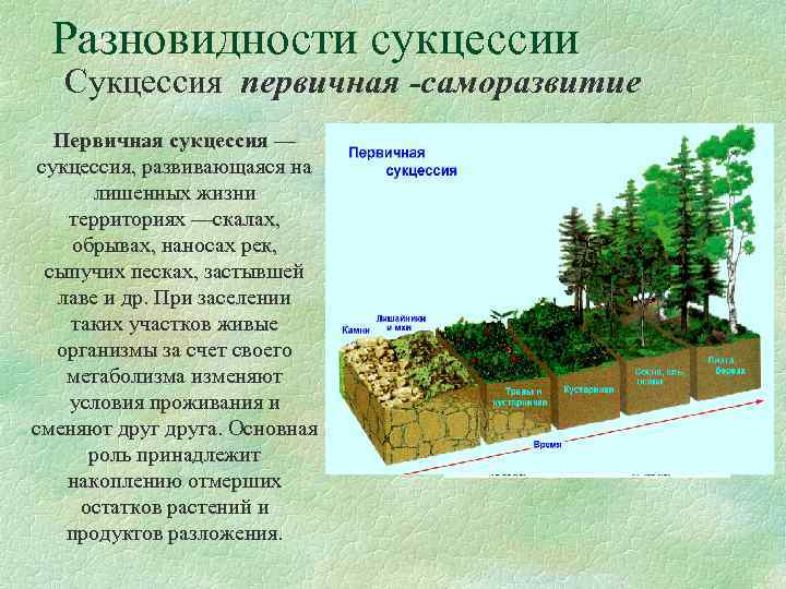 Разновидности сукцессии Сукцессия первичная -саморазвитие Первичная сукцессия — сукцессия, развивающаяся на лишенных жизни территориях