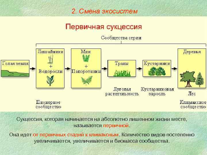 2. Смена экосистем Сукцессия, которая начинается на абсолютно лишенном жизни месте, называется первичной. Она