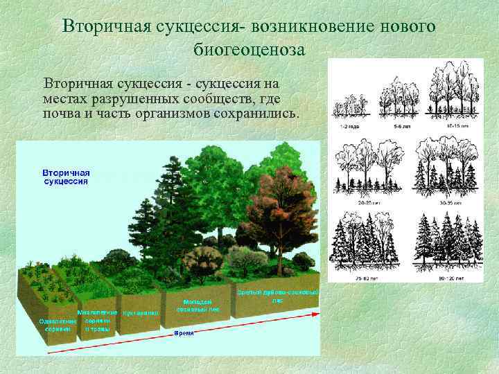 Вторичная сукцессия- возникновение нового биогеоценоза Вторичная сукцессия - сукцессия на местах разрушенных сообществ, где