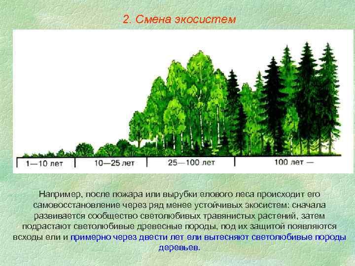 2. Смена экосистем Например, после пожара или вырубки елового леса происходит его самовосстановление через