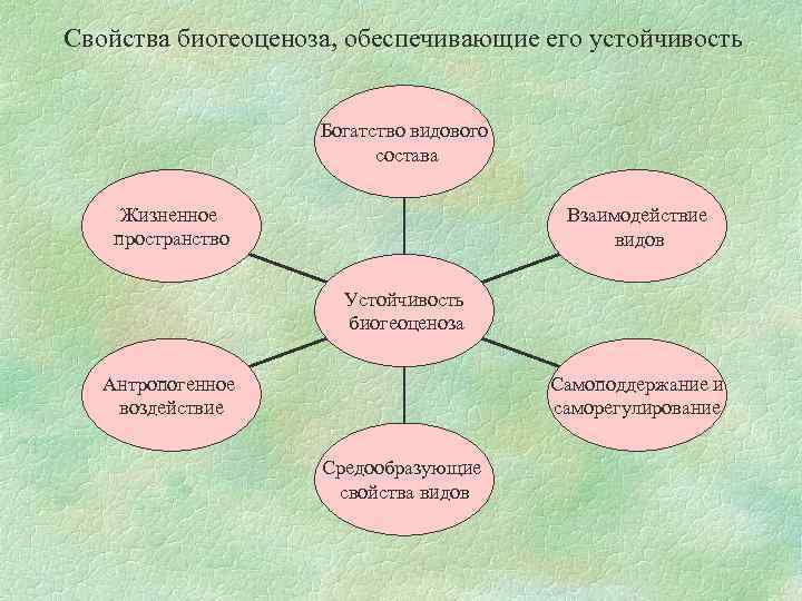 Свойства биогеоценоза, обеспечивающие его устойчивость Богатство видового состава Жизненное пространство Взаимодействие видов Устойчивость биогеоценоза