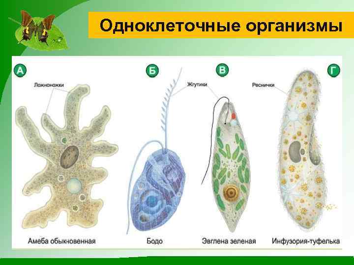 Одноклеточные организмы 