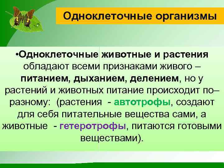 Одноклеточные организмы • Одноклеточные животные и растения обладают всеми признаками живого – питанием, дыханием,