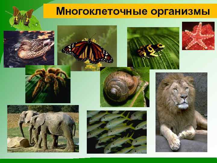 Многоклеточные организмы 