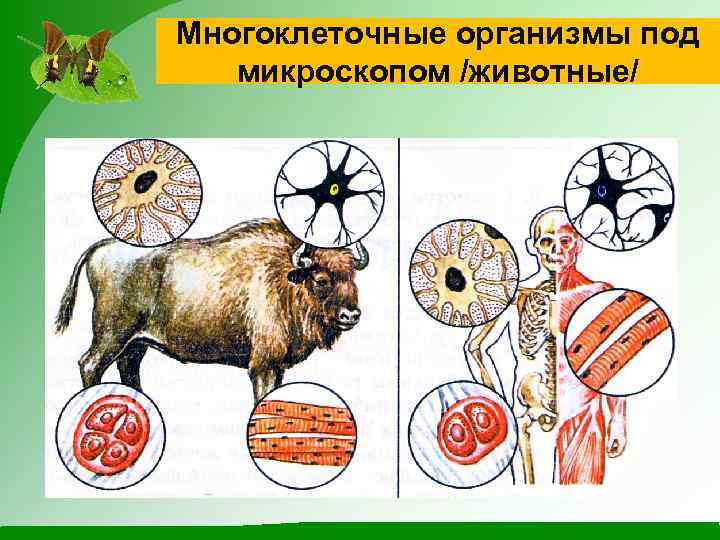 Многоклеточные организмы под микроскопом /животные/ 