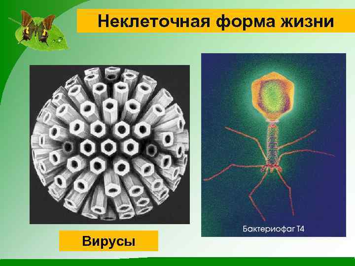 Неклеточная форма жизни Вирусы 