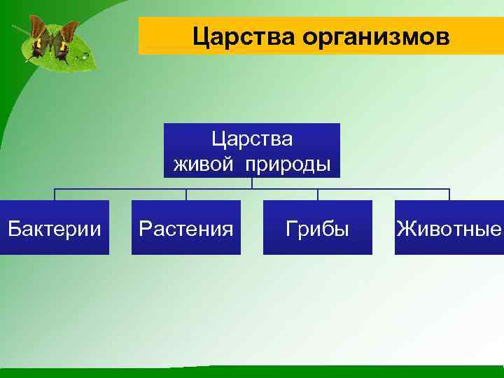 Царства организмов Царства живой природы Бактерии Растения Грибы Животные 