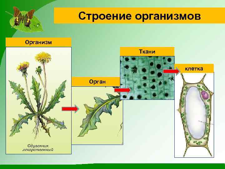 Строение организмов Организм Ткани клетка Орган 