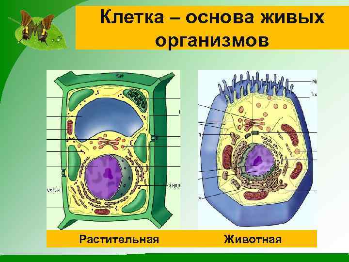 Клетка – основа живых организмов Растительная Животная 