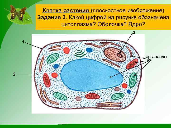 Клетка растения (плоскостное изображение) Задание 3. Какой цифрой на рисунке обозначена цитоплазма? Оболочка? Ядро?