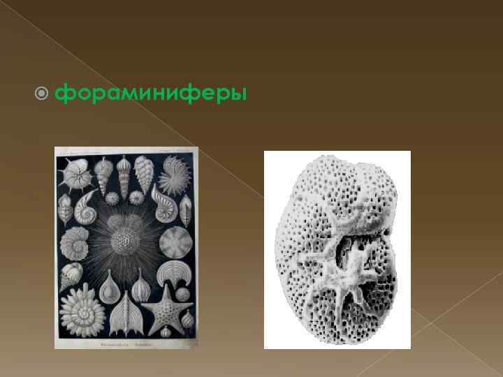  фораминиферы 