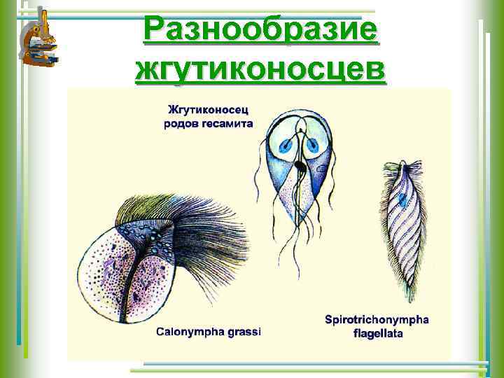 Разнообразие жгутиконосцев 