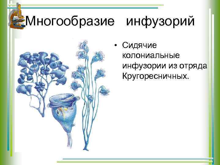 Многообразие инфузорий • Сидячие колониальные инфузории из отряда Кругоресничных. 