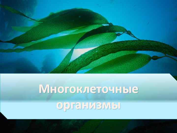 Многоклеточные организмы 
