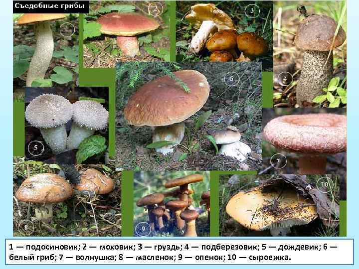 1 — подосиновик; 2 — моховик; 3 — груздь; 4 — подберезовик; 5 —