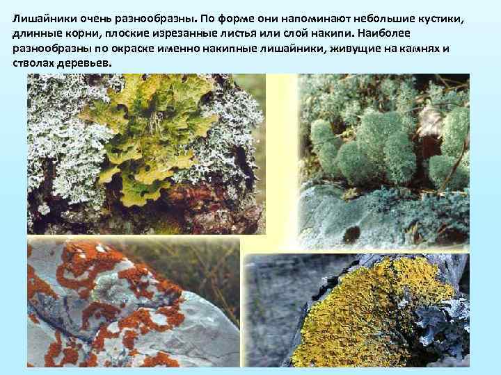 Лишайники очень разнообразны. По форме они напоминают небольшие кустики, длинные корни, плоские изрезанные листья