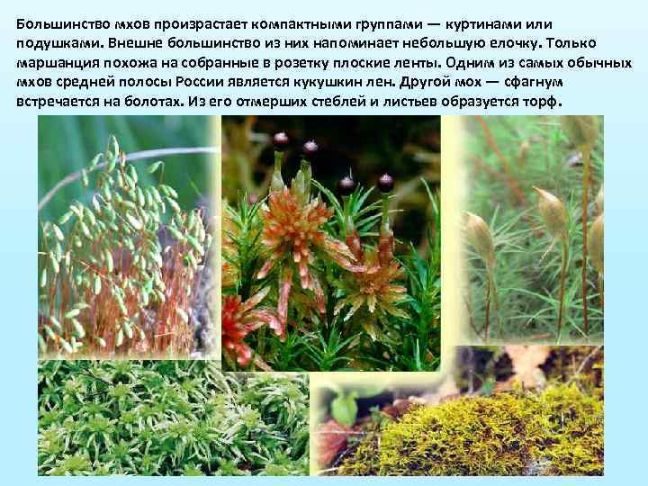 Большинство мхов произрастает компактными группами — куртинами или подушками. Внешне большинство из них напоминает