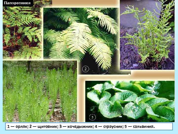 1 — орляк; 2 — щитовник; 3 — кочедыжник; 4 — страусник; 5 —