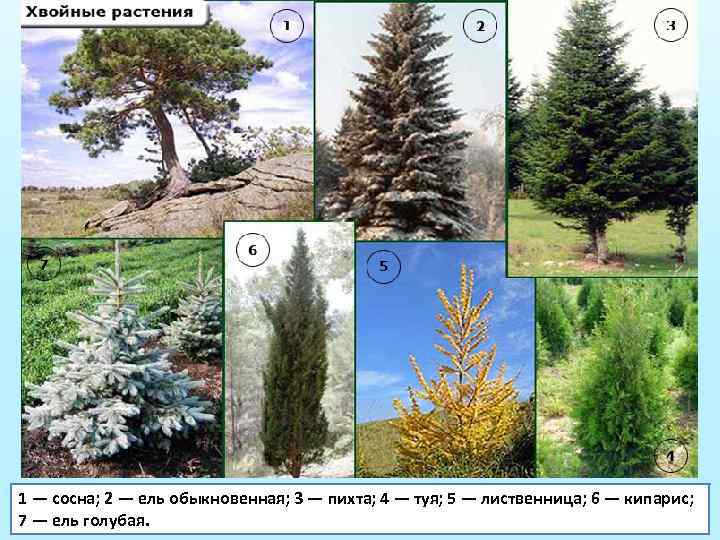 1 — сосна; 2 — ель обыкновенная; 3 — пихта; 4 — туя; 5