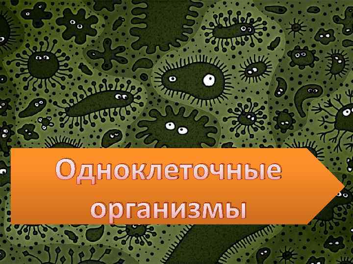 Одноклеточные организмы 