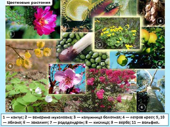 1 — кактус; 2 — венерина мухоловка; 3 — калужница болотная; 4 — петров