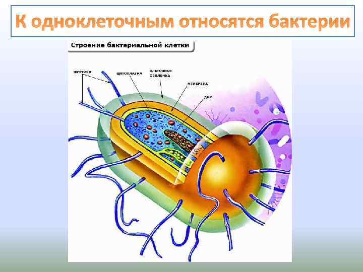 К одноклеточным относятся бактерии 