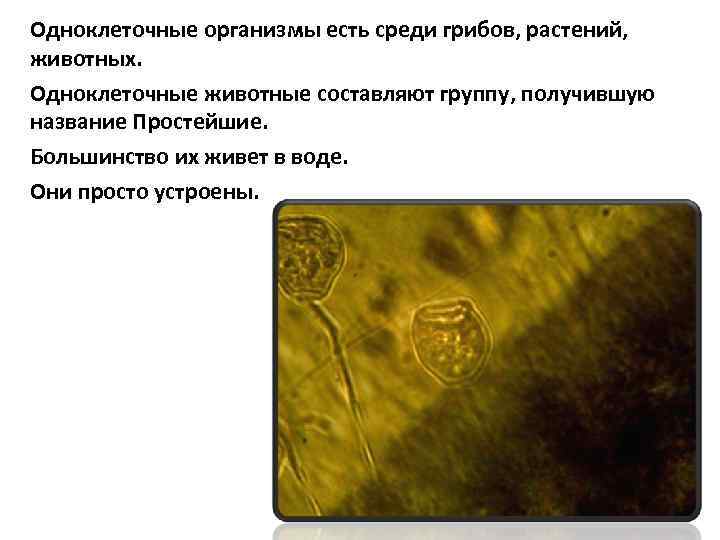 Одноклеточные организмы есть среди грибов, растений, животных. Одноклеточные животные составляют группу, получившую название Простейшие.