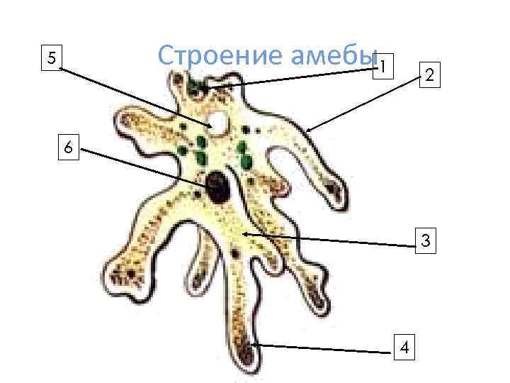 Строение амебы1 5 2 6 3 4 