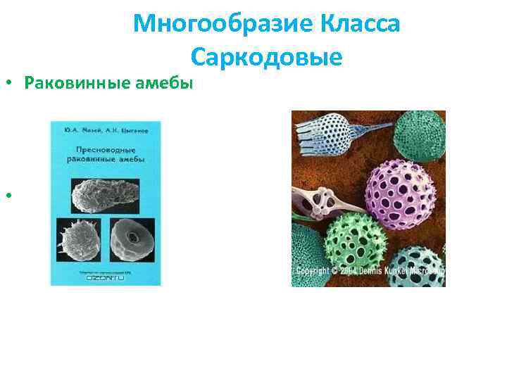Многообразие Класса Саркодовые • Раковинные амебы • 