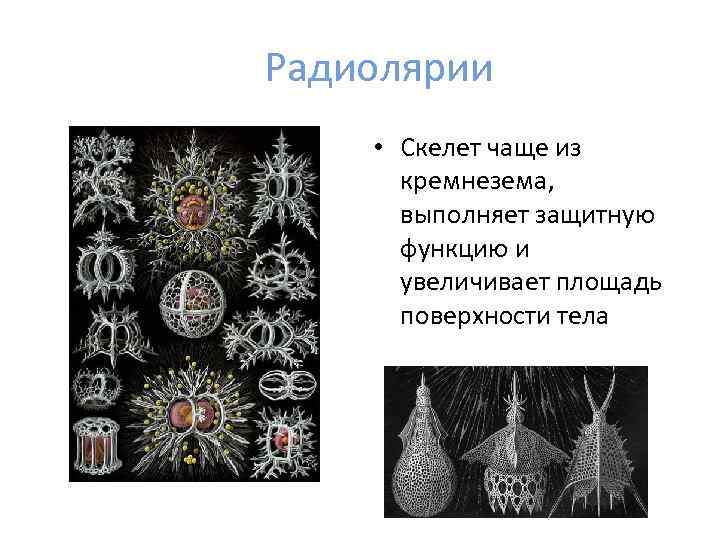 Радиолярии • Скелет чаще из кремнезема, выполняет защитную функцию и увеличивает площадь поверхности тела