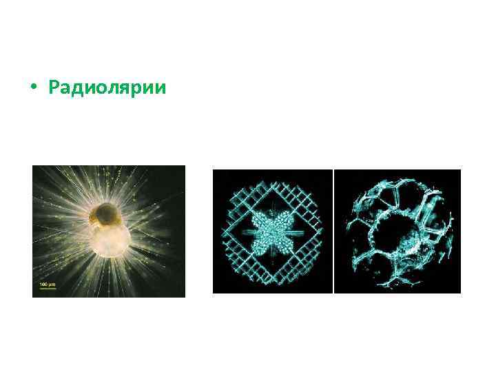  • Радиолярии 