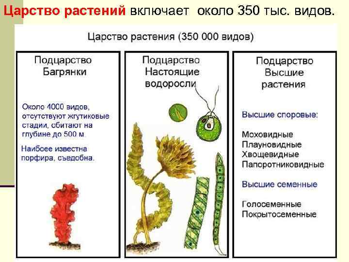 Царство растений включает около 350 тыс. видов. 