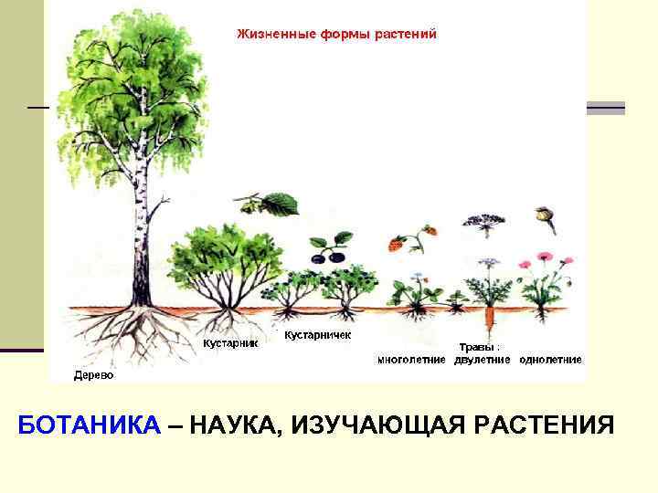 БОТАНИКА – НАУКА, ИЗУЧАЮЩАЯ РАСТЕНИЯ 