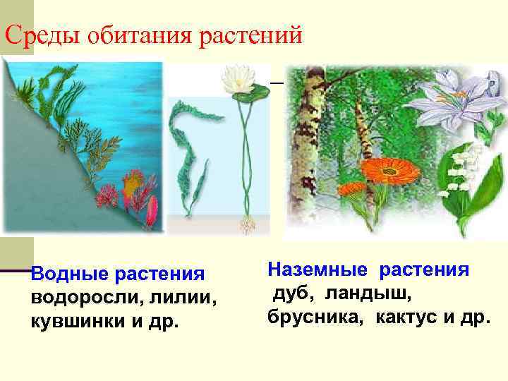 Среды обитания растений Водные растения водоросли, лилии, кувшинки и др. Наземные растения дуб, ландыш,