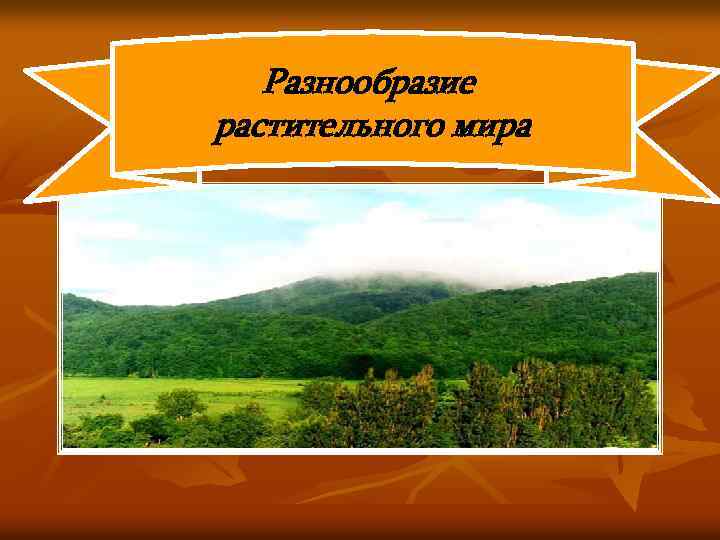 Разнообразие растительного мира 