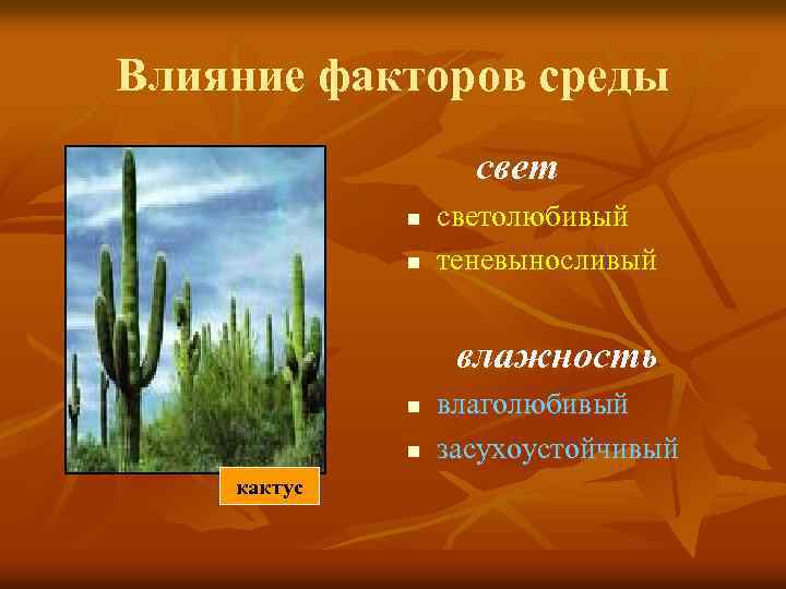 Влияние факторов среды свет n n светолюбивый теневыносливый влажность n n кактус влаголюбивый засухоустойчивый