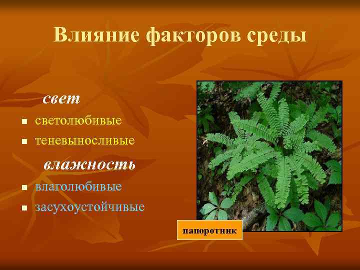 Влияние факторов среды свет n n светолюбивые теневыносливые влажность n n влаголюбивые засухоустойчивые папоротник