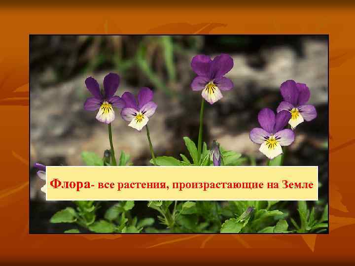 Флора- все растения, произрастающие на Земле 