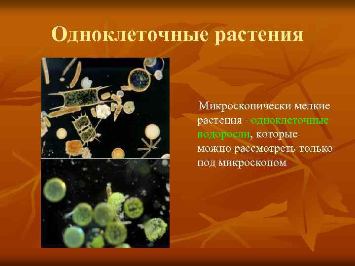 Одноклеточные растения Микроскопически мелкие растения –одноклеточные водоросли, которые можно рассмотреть только под микроскопом 