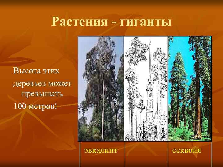 Растения - гиганты Высота этих деревьев может превышать 100 метров! эвкалипт секвойя 